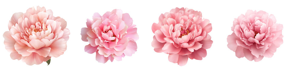Lush peony flowers in soft pink hues, showcasing elegance and beauty