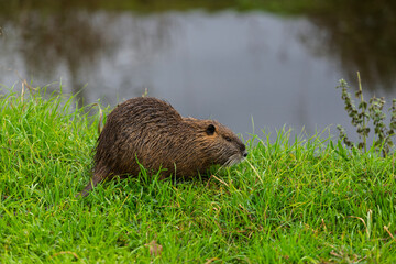 The nutria (Myocastor coypus) in the grass on the lake shore