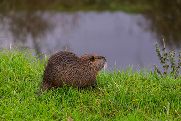 The nutria (Myocastor coypus) in the grass on the lake shore