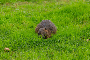 The nutria (Myocastor coypus) in the grass on the lake shore