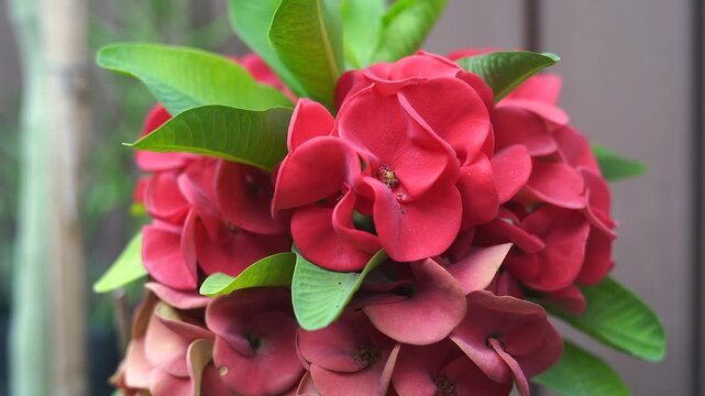 The red Euphorbia Milli or Crown of thorn flowers are blooming beautifully.
