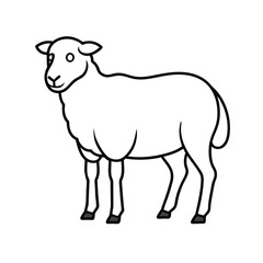 sheep isolated on white