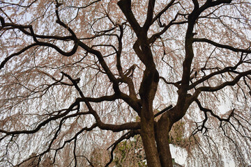 京都　本満寺の枝垂れ桜（枝垂桜）（日本京都府京都市） Kyoto - Weeping cherry blossoms (shidazakura) at Honmanji Temple (Kyoto City, Kyoto Prefecture, Japan)