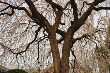 京都　本満寺の枝垂れ桜（枝垂桜）（日本京都府京都市） Kyoto - Weeping cherry blossoms (shidazakura) at Honmanji Temple (Kyoto City, Kyoto Prefecture, Japan)