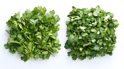 Obraz premium Two bunches of fresh cilantro, one loosely packed and one tightly packed, isolated on white.
