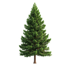 Majestic Evergreen Tree with Detailed Bark