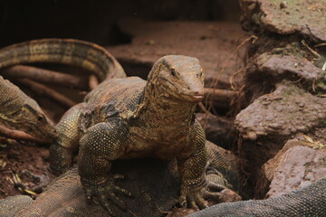 the salvator lizards were crawling on the rocks