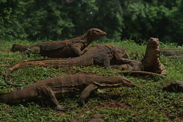 The salvator lizards were huddled in the grass