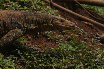 The salvator lizard crawls while sticking out its tongue