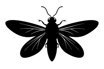 black and white butterfly