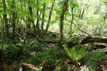 fresh ferns in early spring sunlight