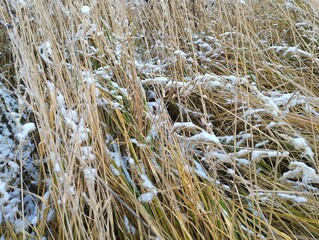 Background of dry grass under snow. Tall yellow dry grass under a layer of cold white snow. Background of plants in winter.