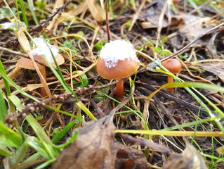 Small brown mushrooms under the snow in green grass. Natural background with poisonous mushrooms.