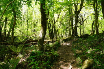 Fototapeta premium fresh ferns in early spring sunlight