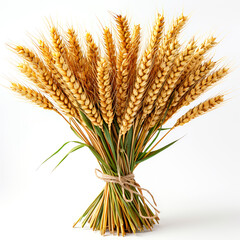 Bouquet of wheat ears on a white background. Isolated