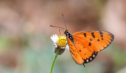 Butterfly on a flower