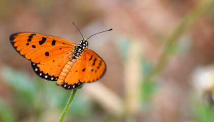 Butterfly on a flower