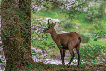 Gams steht im Wald