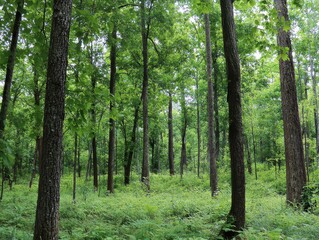Obraz premium A lush, green forest featuring tall trees and dense undergrowth, evoking a sense of tranquility and natural beauty.
