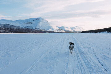 Running dog on Frozen Lake with Mountains on Frozen Lake with Mo