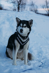 Naklejka premium Majestic Alaskan Malamute Sitting in Snowy Landscape