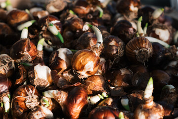 large amounts of freshly picked onions