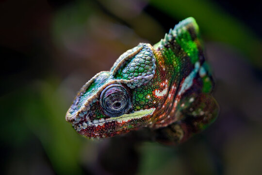 Portrait of panther chameleon on branch - Powered by Adobe