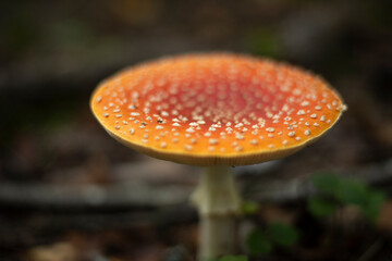 Red fly in the forest. Mushroom in the forest.