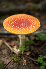 Red fly agaric in autumn in the forest.