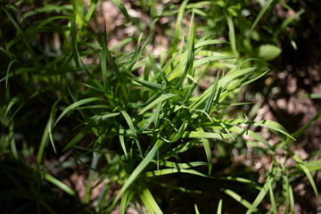 Plants in the forest. Wildlife in the summer.