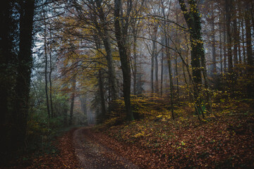 A curving path in a foggy forest in autumn