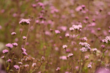 Little pink flowers blooming in a field during fall in Oaxaca