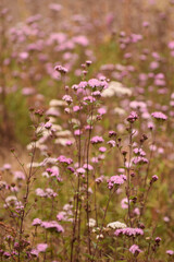 Obraz premium Little pink flowers blooming in a field during fall in Oaxaca