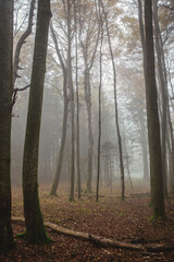 Tall trees in a foggy forest in autumn