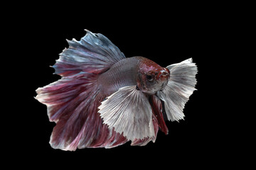 Fototapeta premium Colorful betta fish in black background
