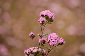 Little pink flowers blooming in a field during fall in Oaxaca