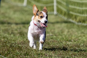 Pembroke Welsh Corgi Running Lure Course Sprint Dog Sport