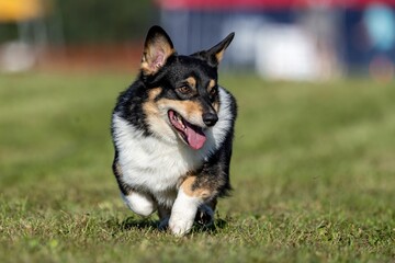 Pembroke Welsh Corgi Running Lure Course Sprint Dog Sport