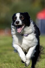 Black and White Border Collie Dog Running Lure Course Sprint Dog Sport