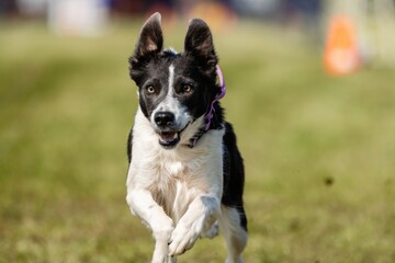 Border Collie Dog Running Lure Course Sprint Dog Sport