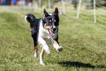 Tricolor Border Collie Dog Running Lure Course Sprint Dog Sport