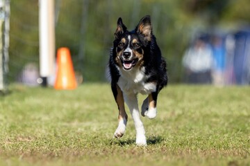 Tricolor Border Collie Dog Running Lure Course Sprint Dog Sport