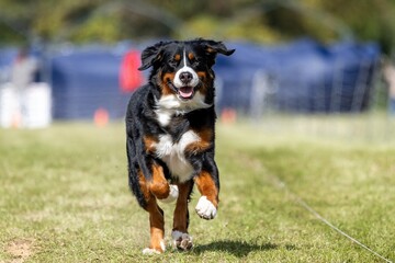 Bernese Mountain Dog Running Lure Course Sprint Dog Sport