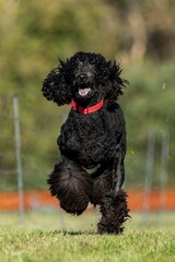 Standard Poodle Running Lure Course Sprint Dog Sport