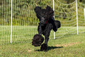 Standard Poodle Running Lure Course Sprint Dog Sport