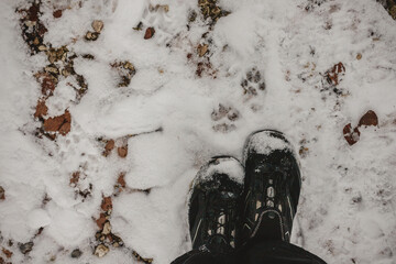 Two human feet behind two animal tracks in the snow