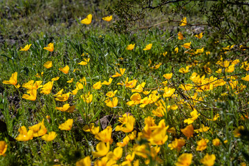 A California Poppy in Picacho Peak SP, Arizona