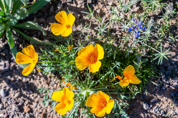 A California Poppy in Picacho Peak SP, Arizona