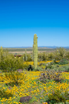 A long slender Saguaro Cactus in Picacho Peak SP, Arizona