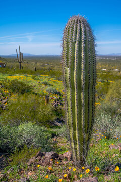 A long slender Saguaro Cactus in Picacho Peak SP, Arizona